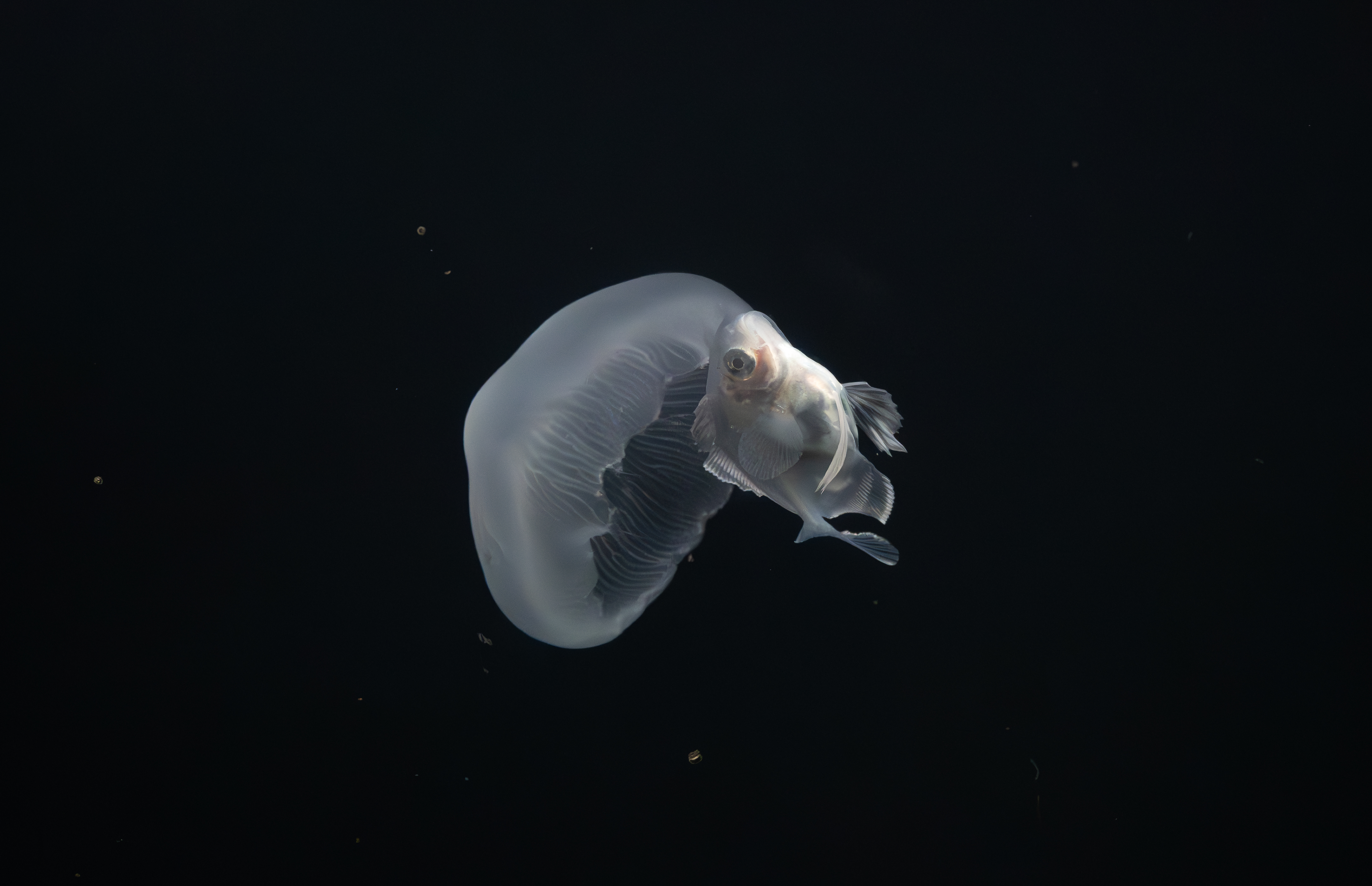 A bluefin driftfish preying on a moon jellyfish.
