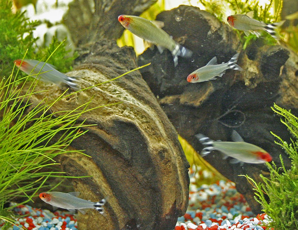 Journal Club: Criticality Hypothesis in Schooling Fish