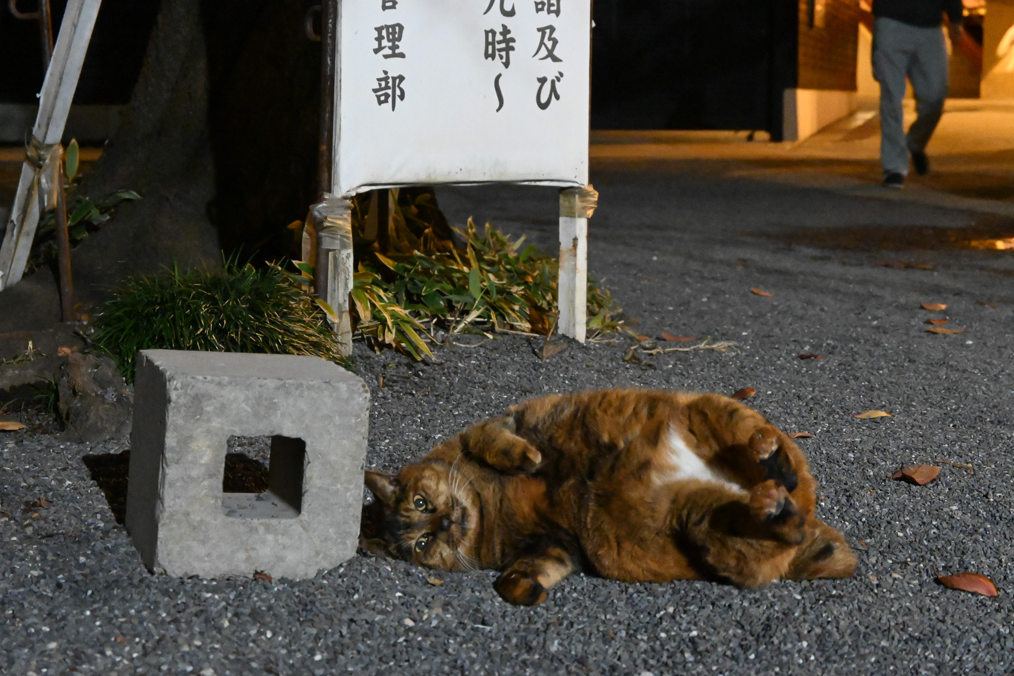 A cat I photographed when I first bought a camera.