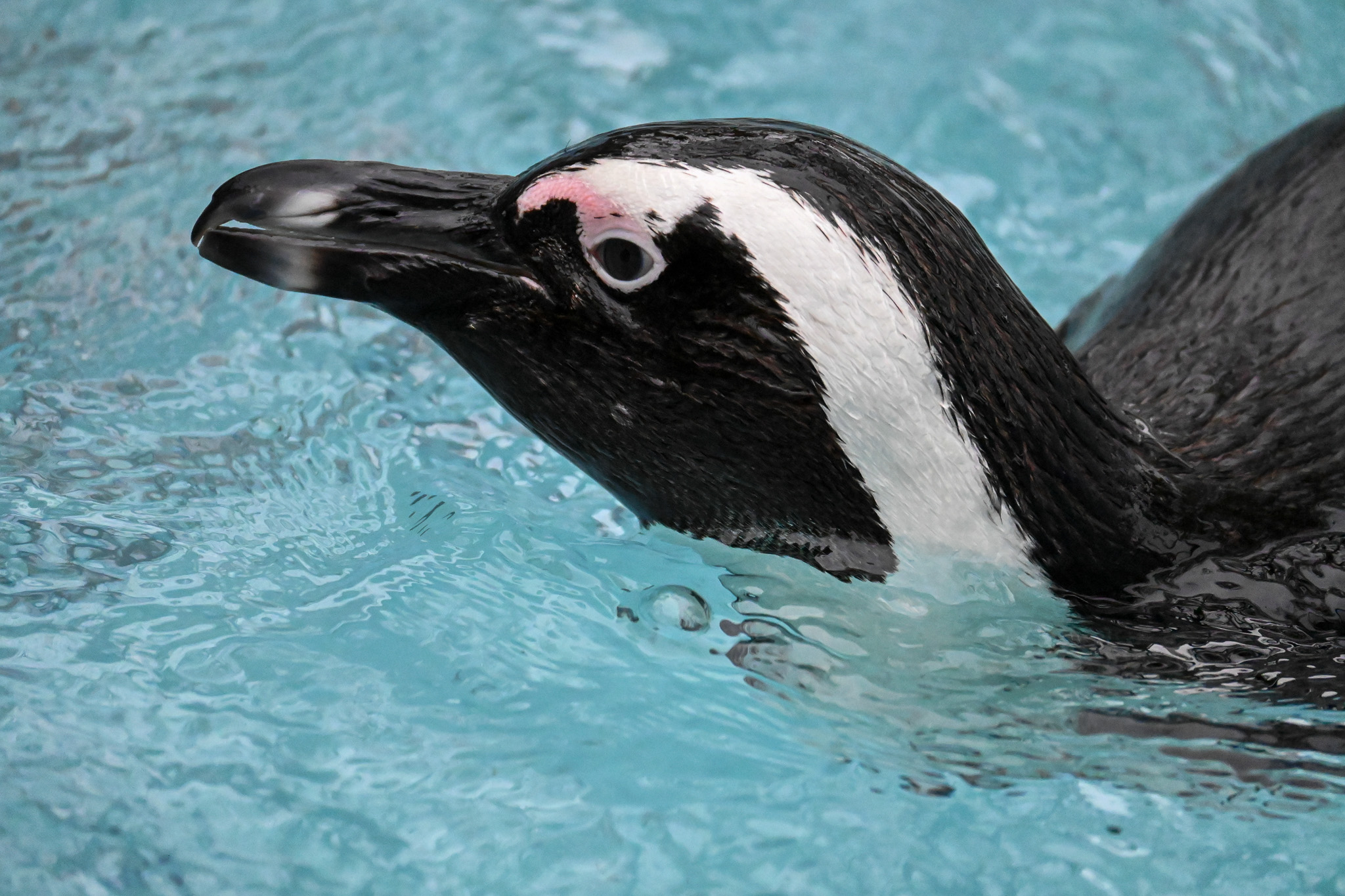Cape penguin.