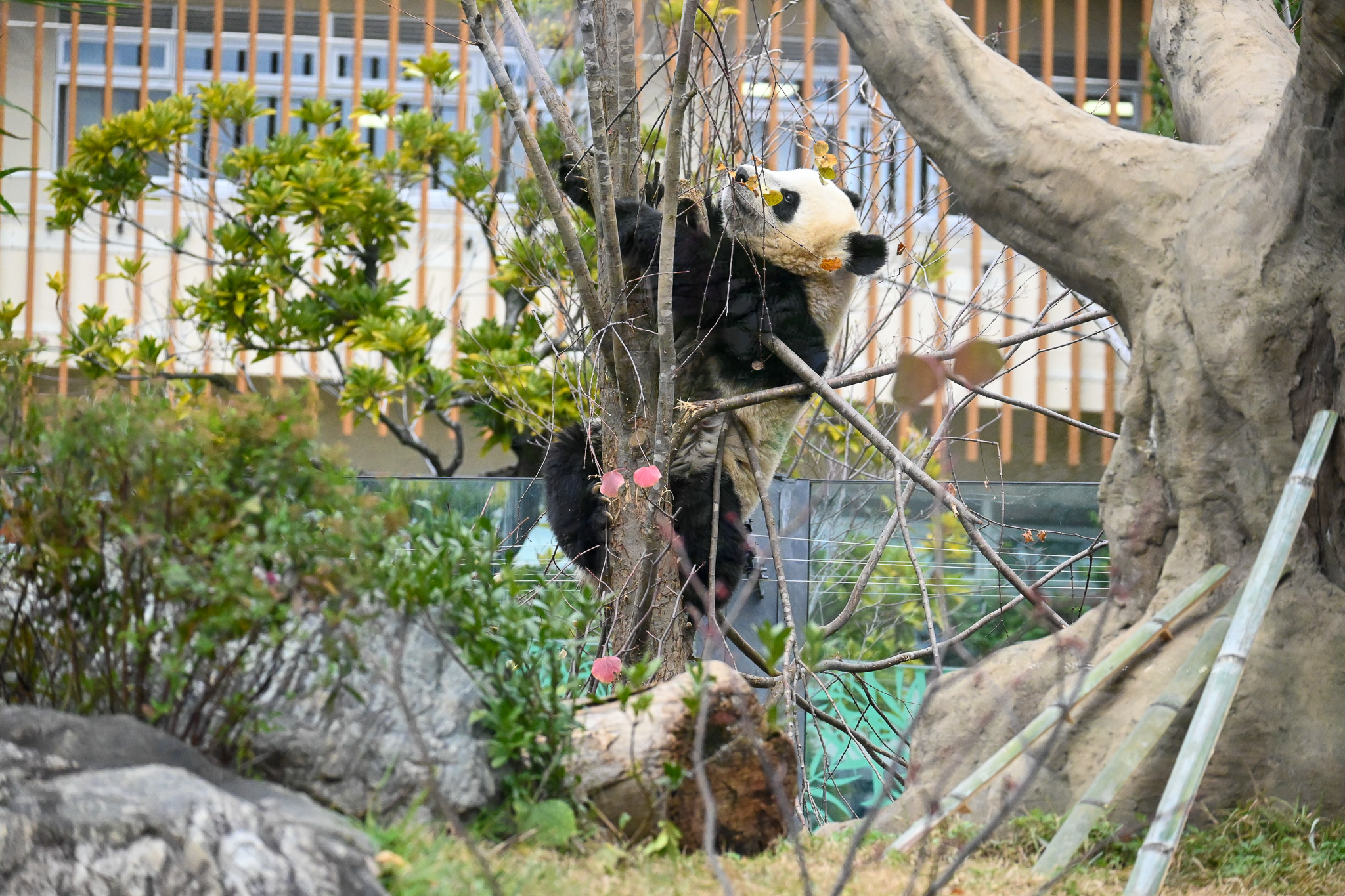 Panda. One of the twin pandas.