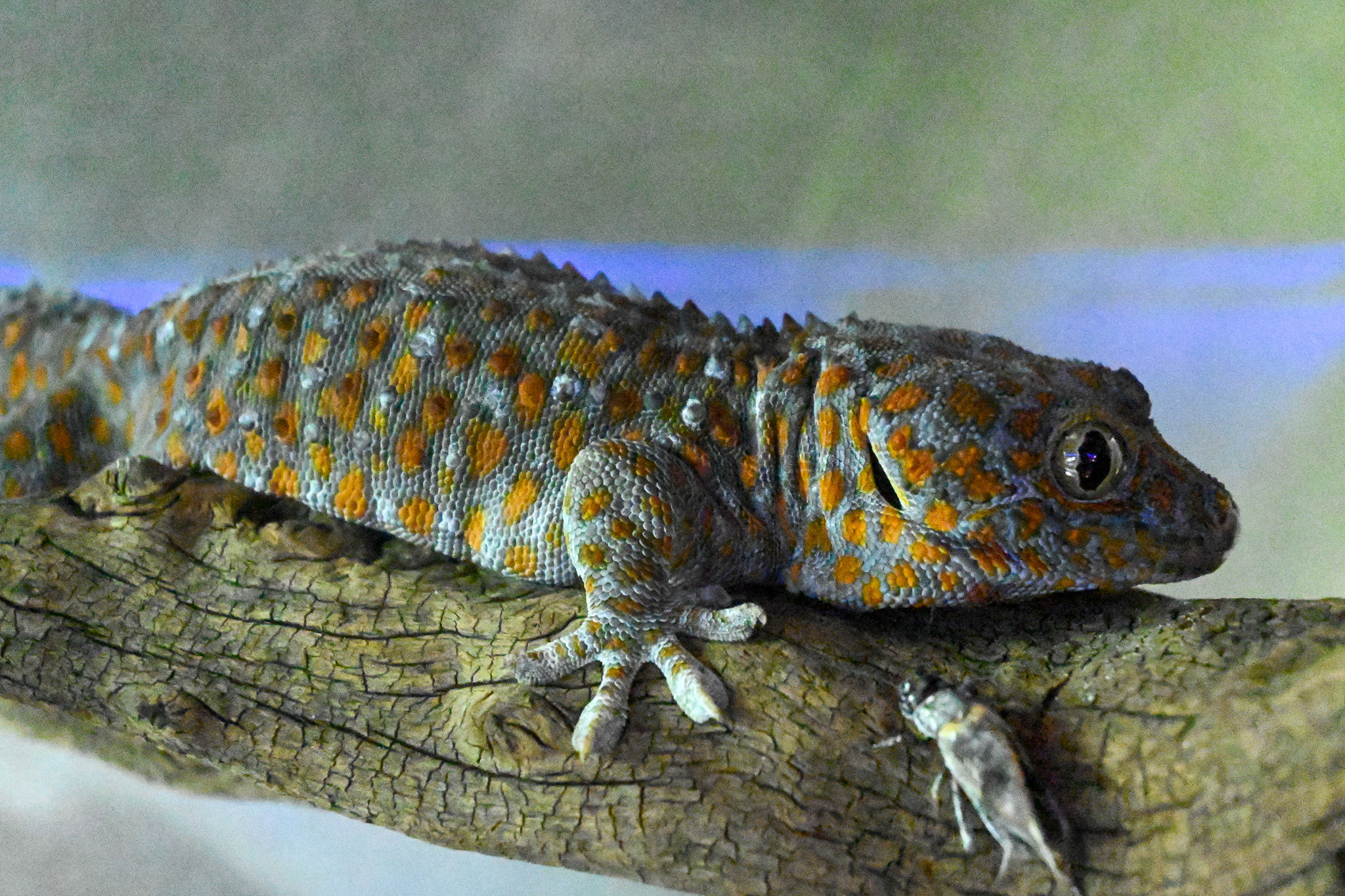 Tokay gecko.