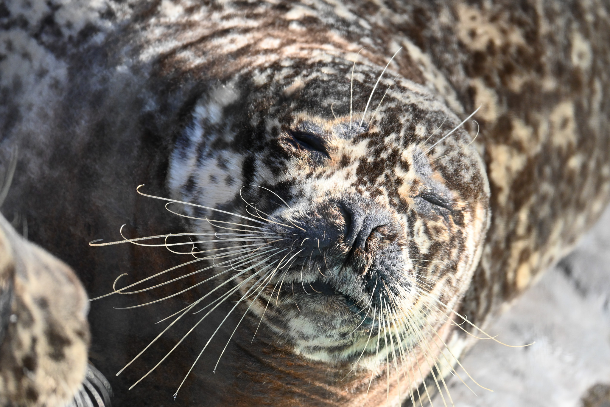 Harbor seal. The only resident seal species in Japan, named "Zeni-gata" (coin-shaped) for the spot pattern on its body.