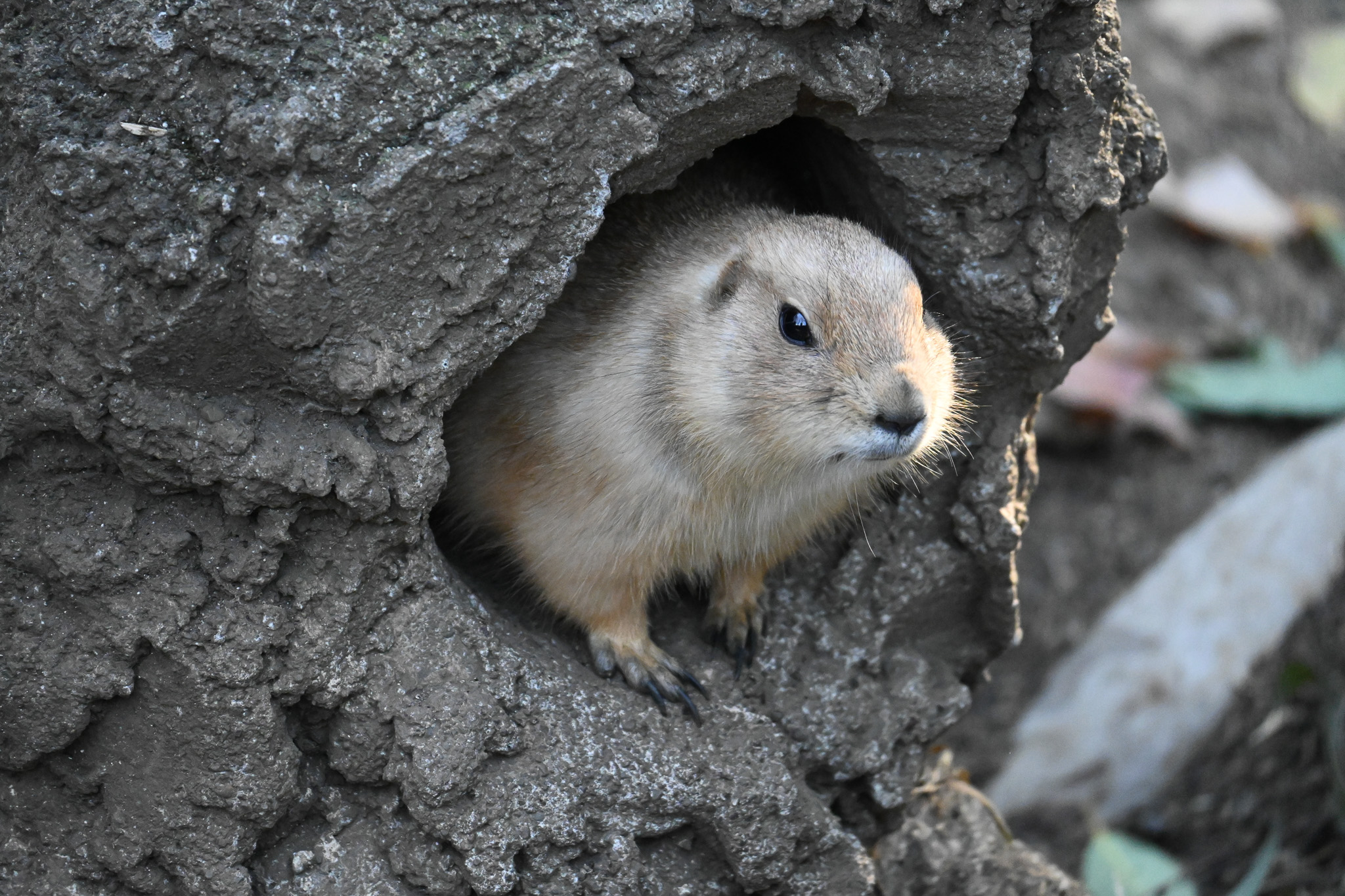 Black-tailed prairie dog. They live in colonies called "coteries" with a polygynous social structure. They create complex burrows underground.