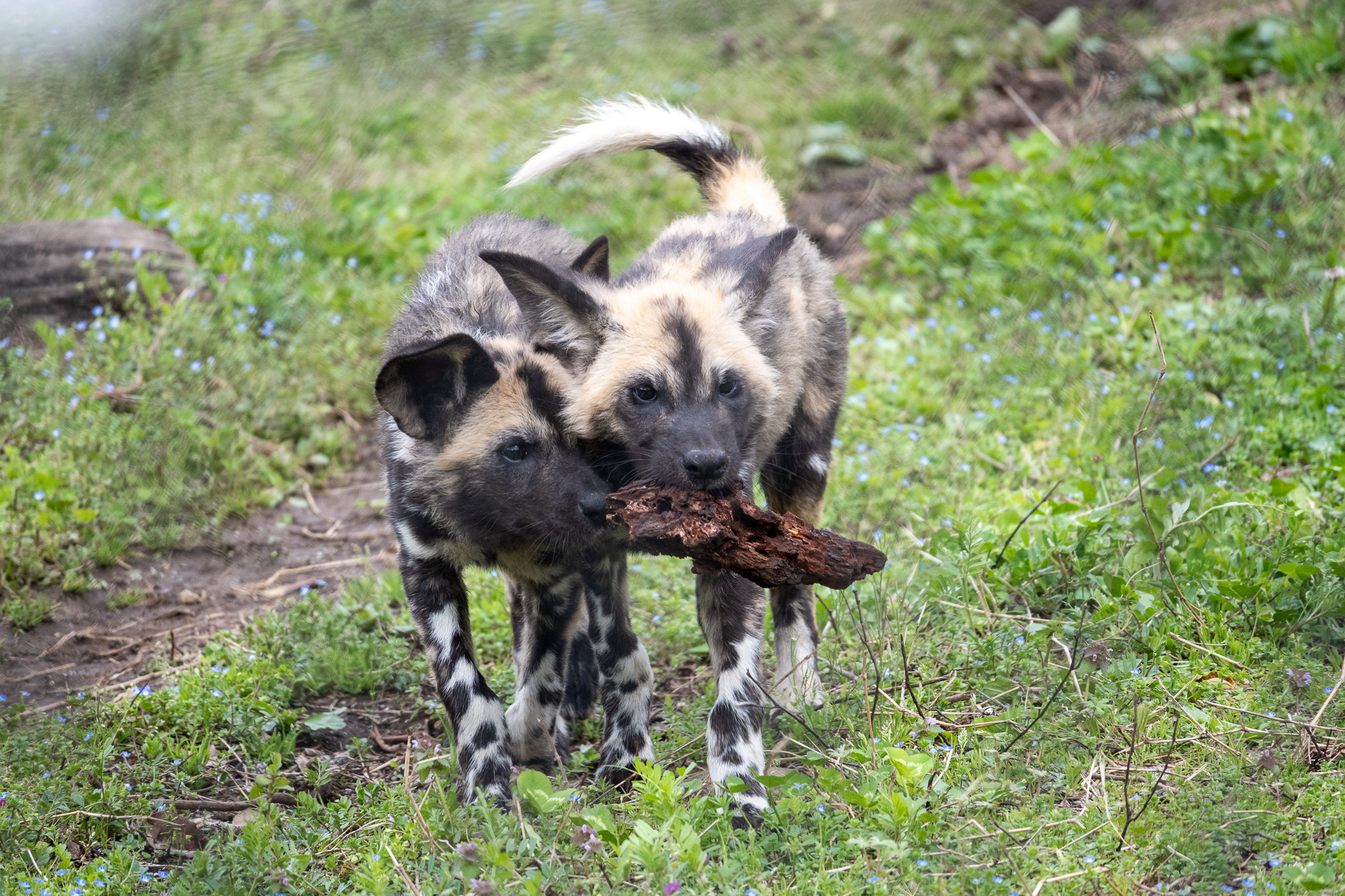 African wild dog twins. They live in packs consisting of multiple males, multiple females, and their offspring, typically around 10 individuals.