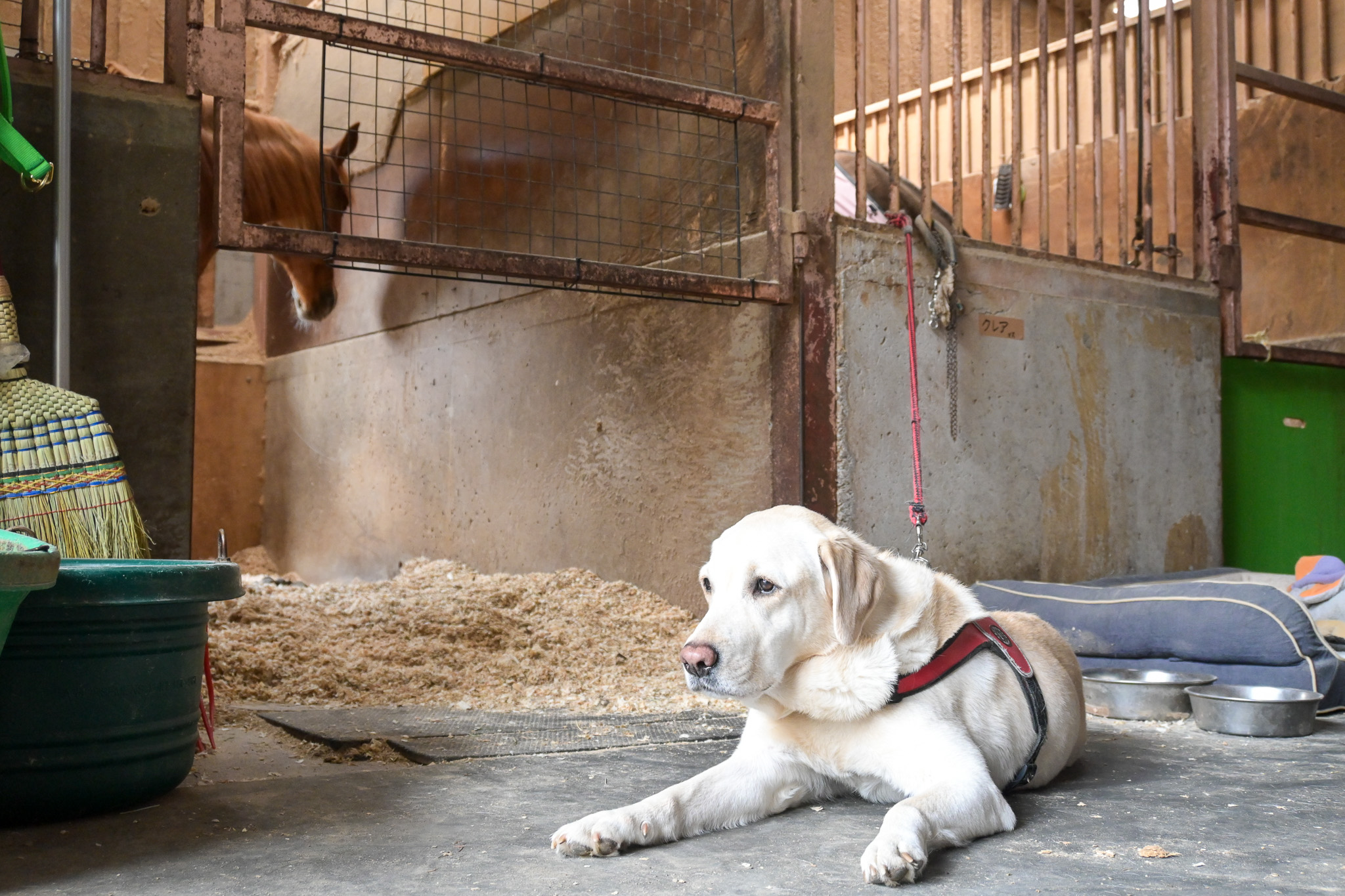 乗馬クラブにいた犬。名前はクレアさん。後から知ったが、この1ヶ月前に保護犬として来たばかりだったらしい。顔を舐めるのが上手。