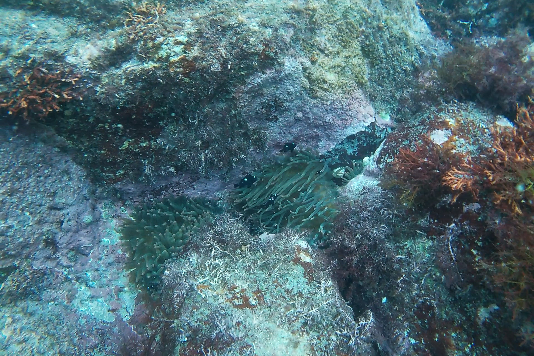 A juvenile three-spot damselfish? Taken during my first-ever fun diving, filmed with a GoPro. Difficult.