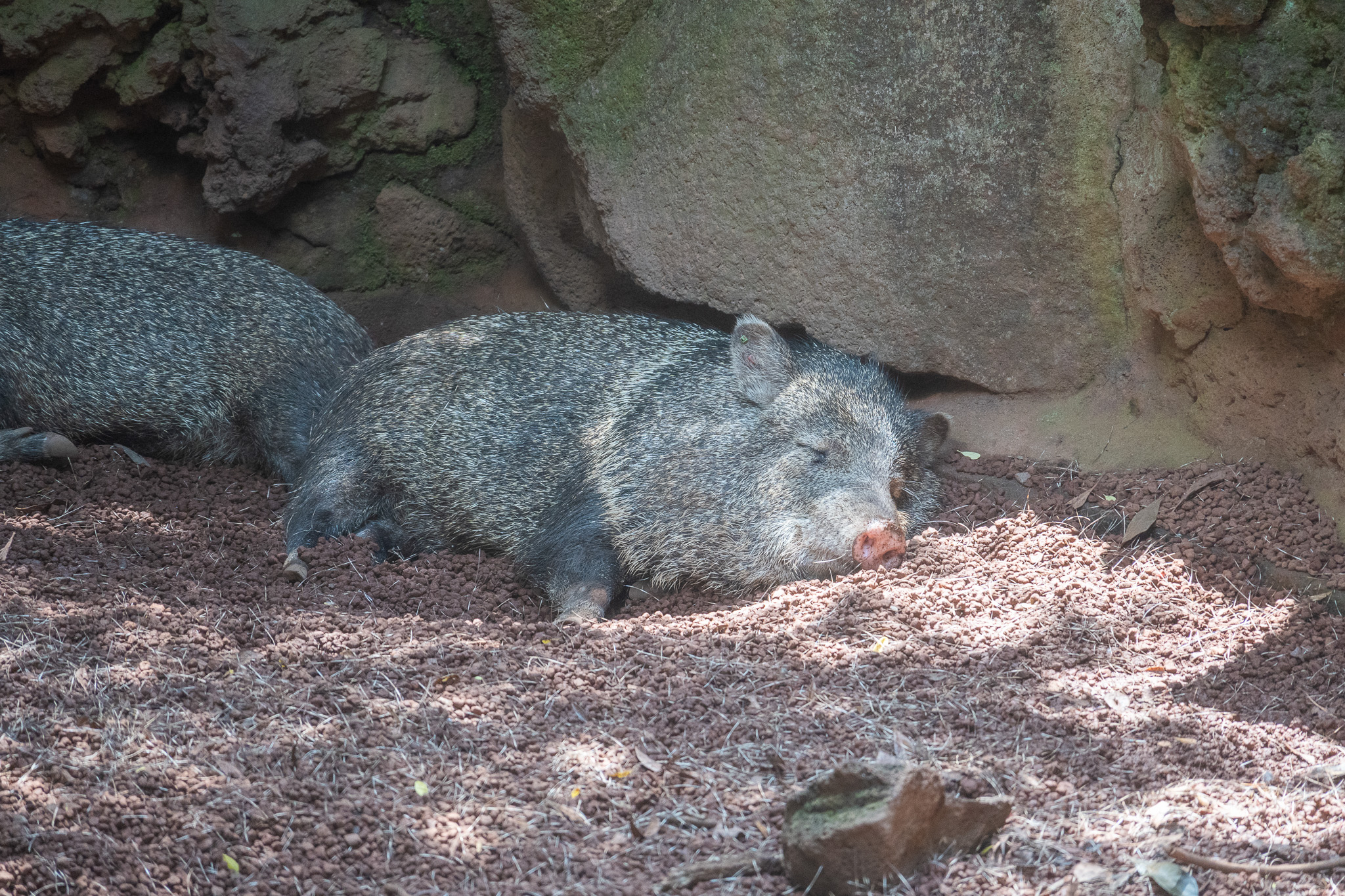 Collared peccary.