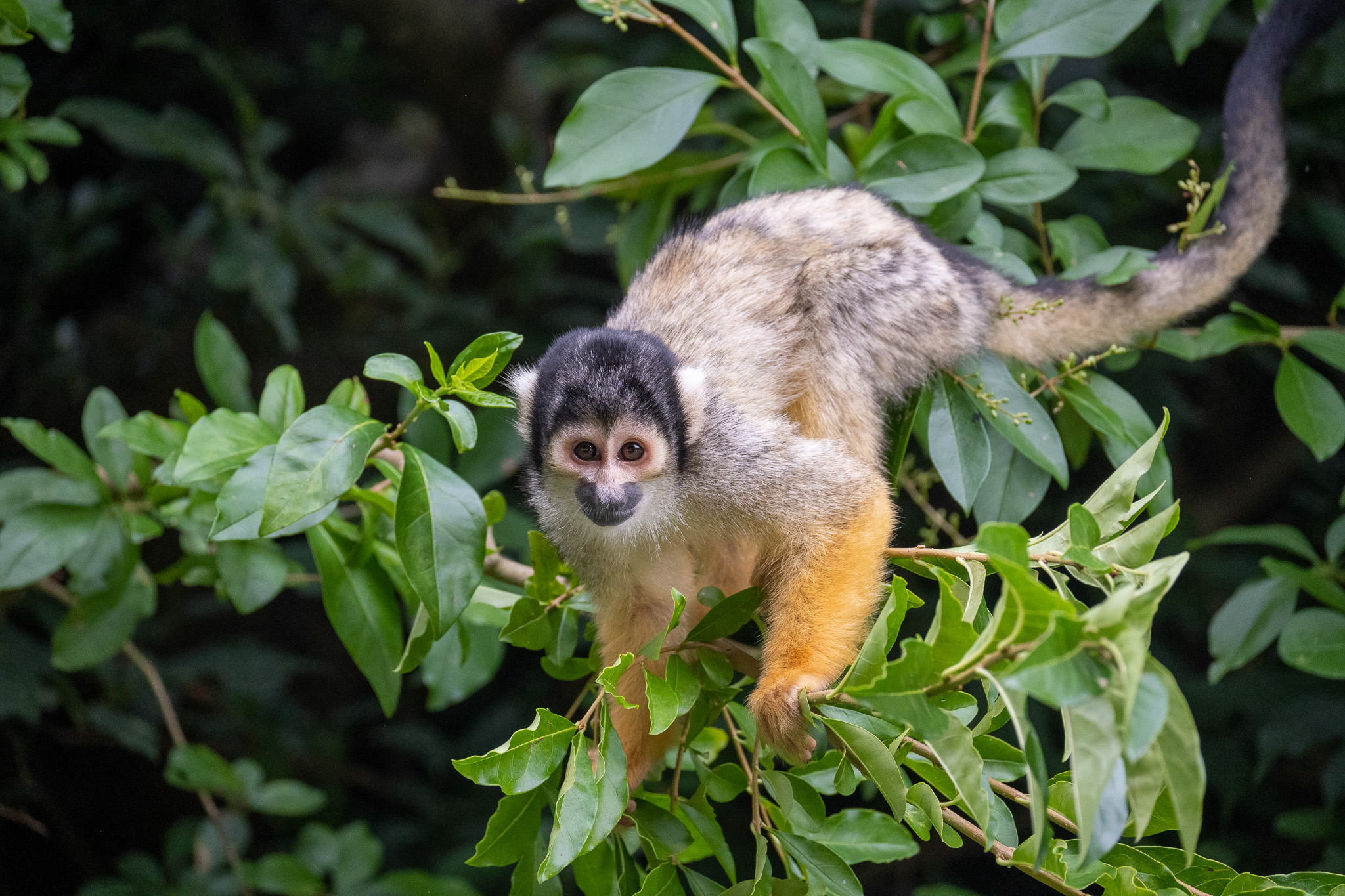 Squirrel monkey. They are kept in a free-range environment within the zoo.