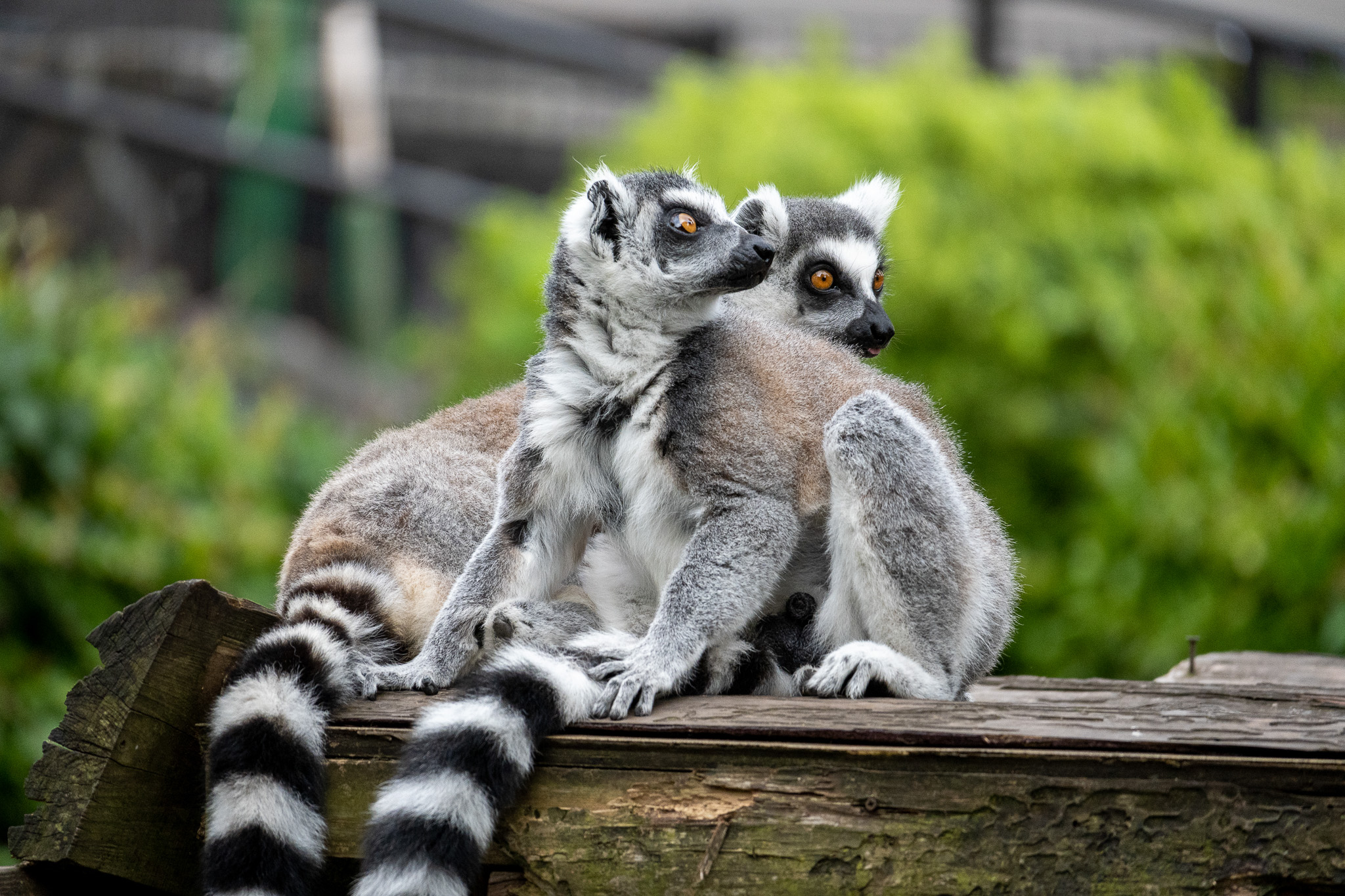 Ring-tailed lemur.