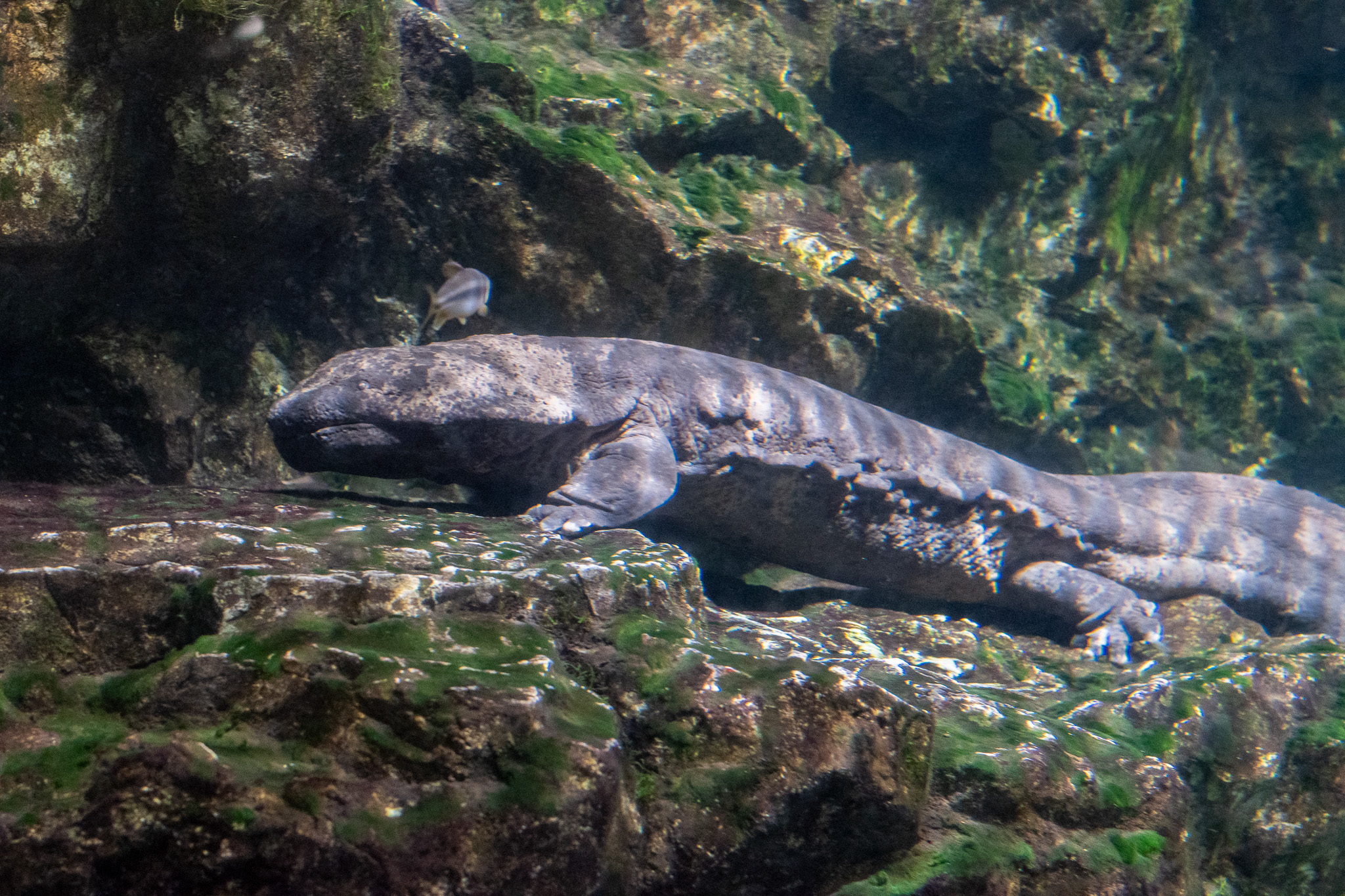 Giant salamander.