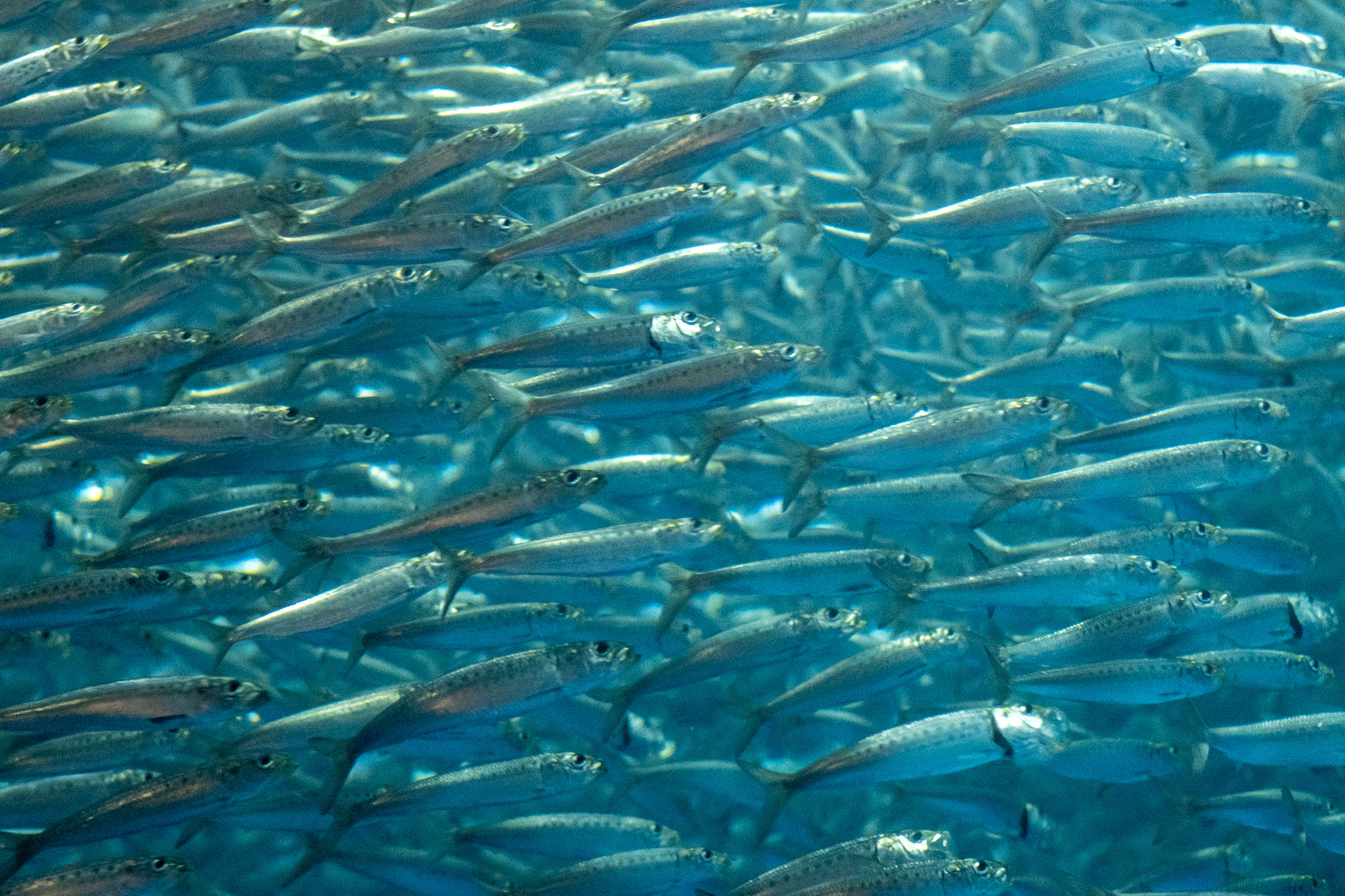 Japanese sardine. The black spots are arranged in a single row. Some individuals have no spots at all, while others have two or more rows of spots. The Japanese anchovy and the round herring do not have rows of black spots.