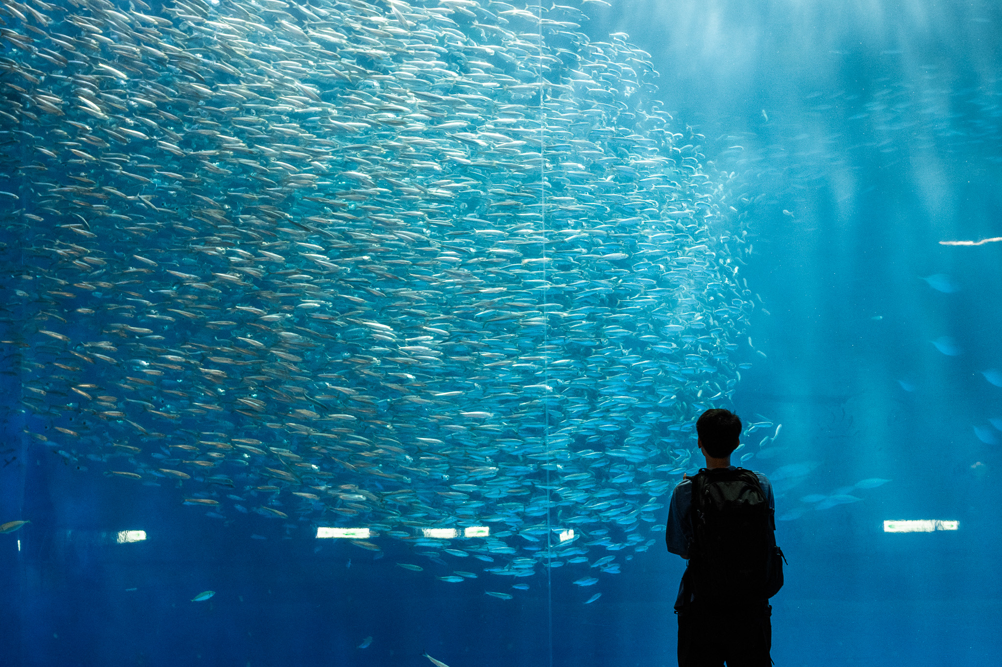 A school of Japanese sardines. With a sempai watching them.