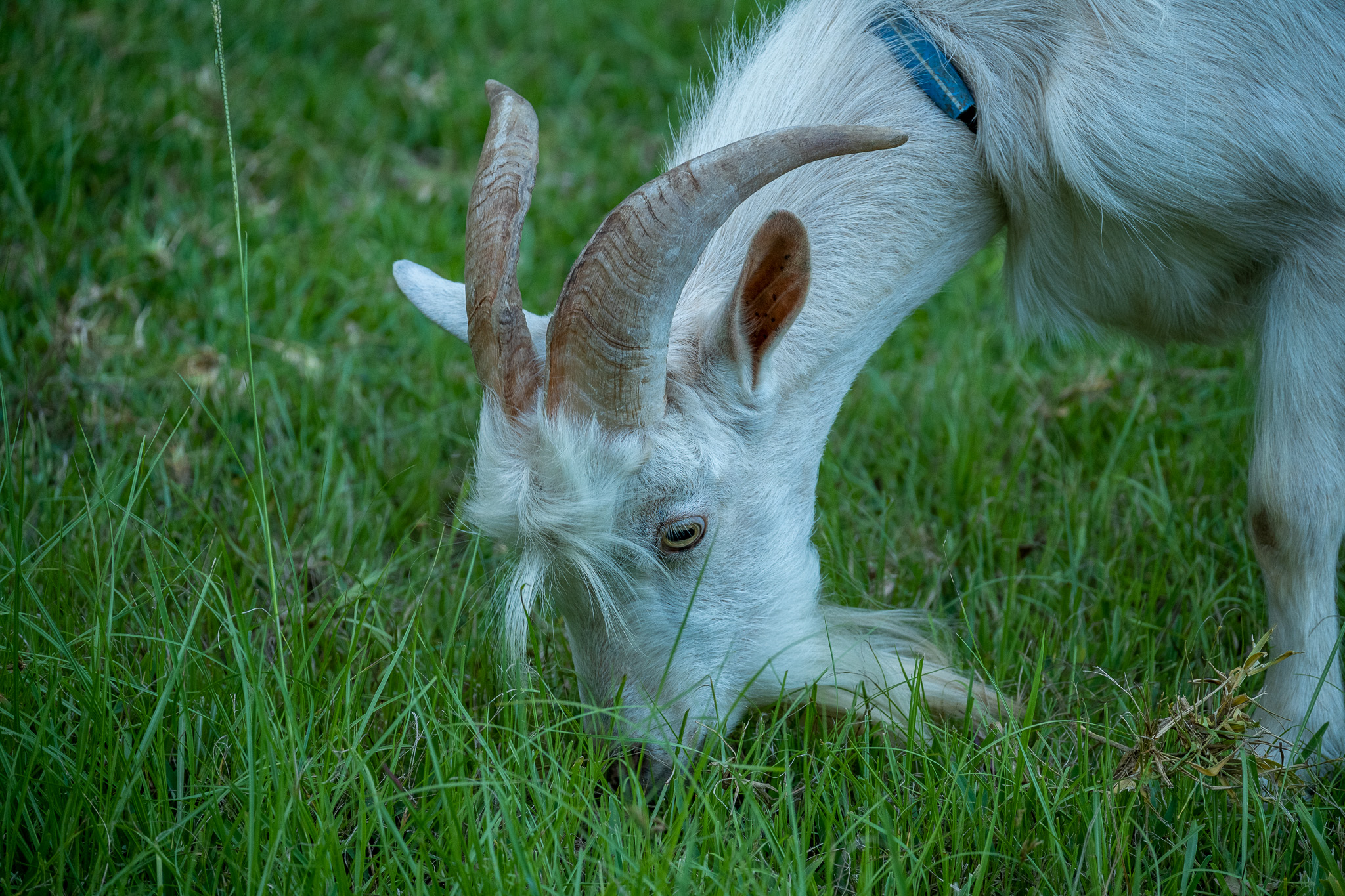 A goat. Kept by a staff member at a research facility.