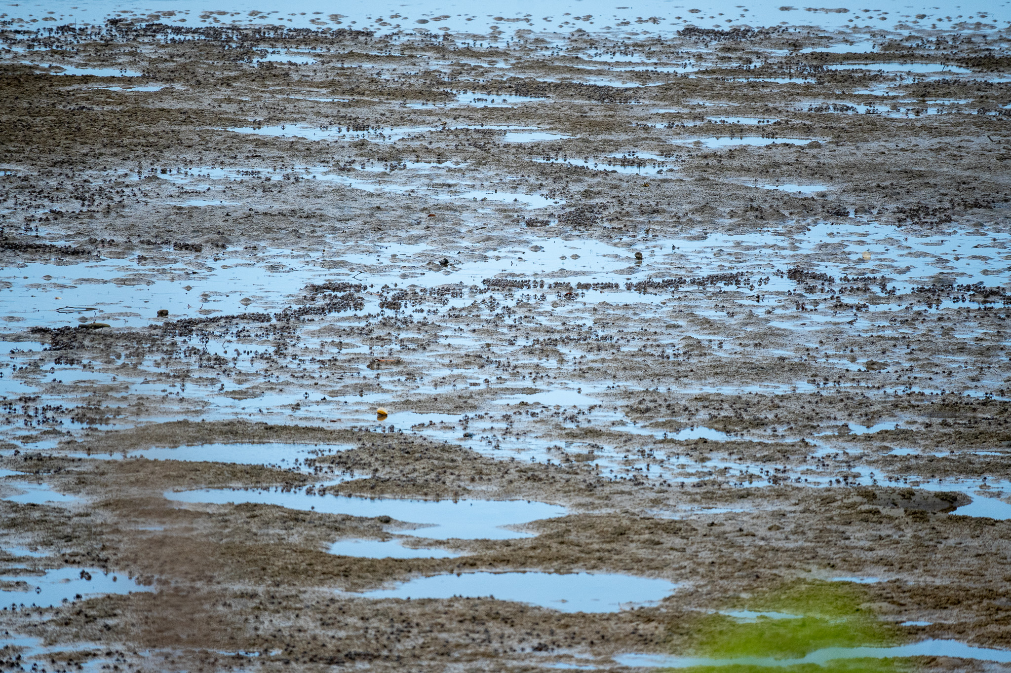 A swarm of soldier crabs.