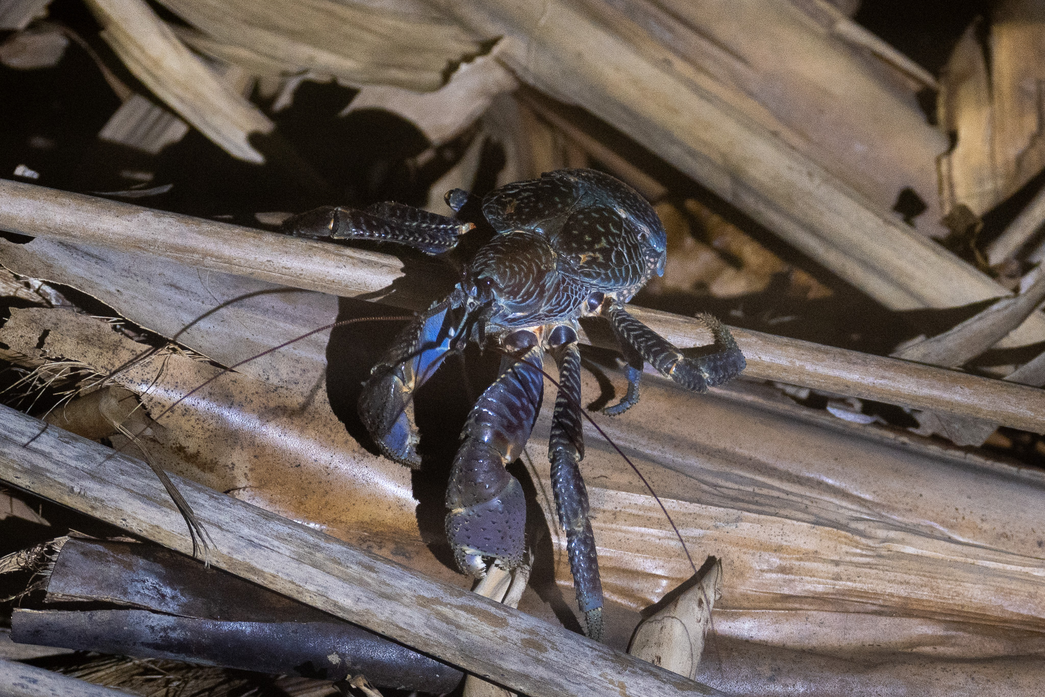 Coconut crab.