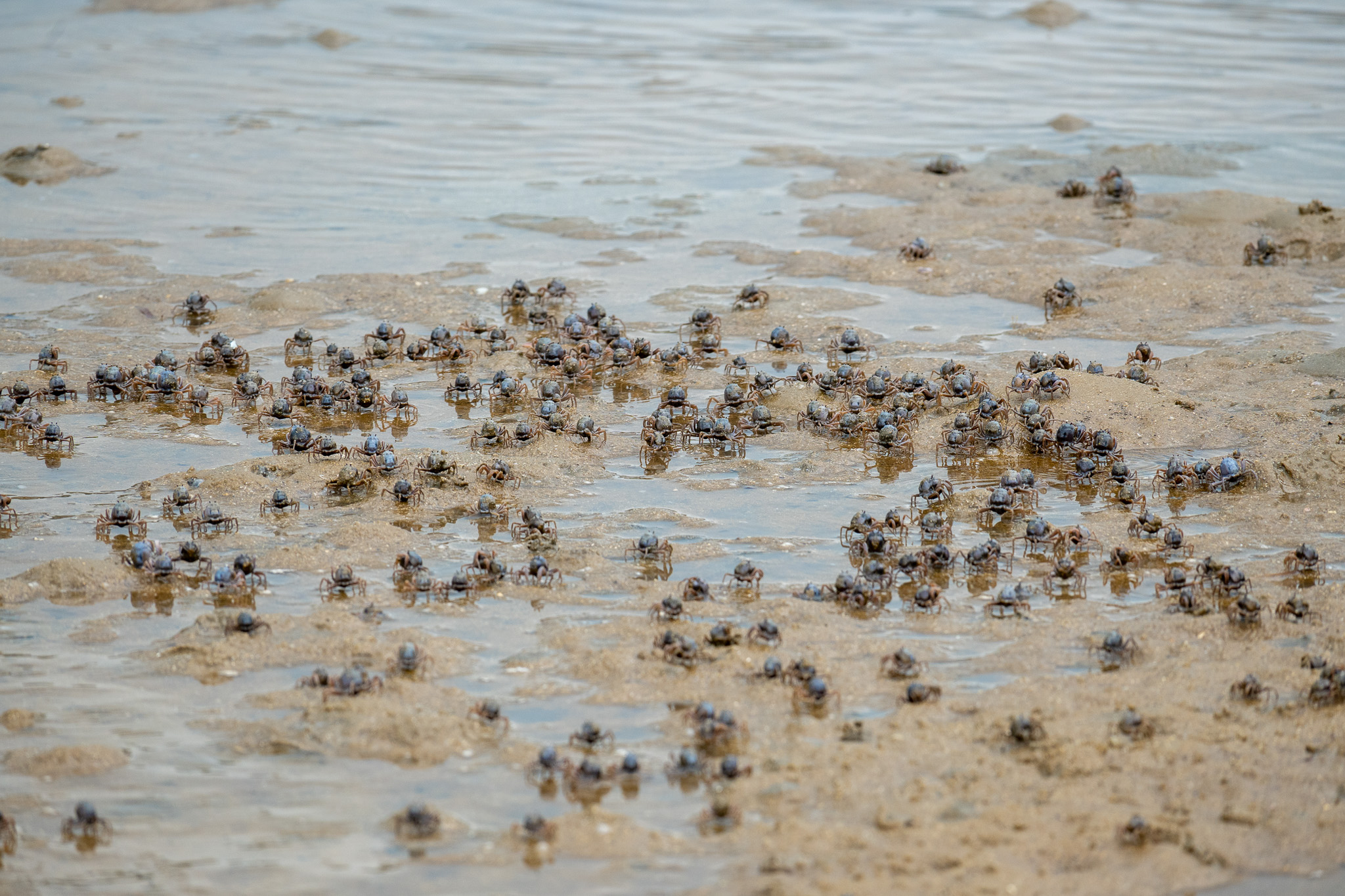 A swarm of soldier crabs.