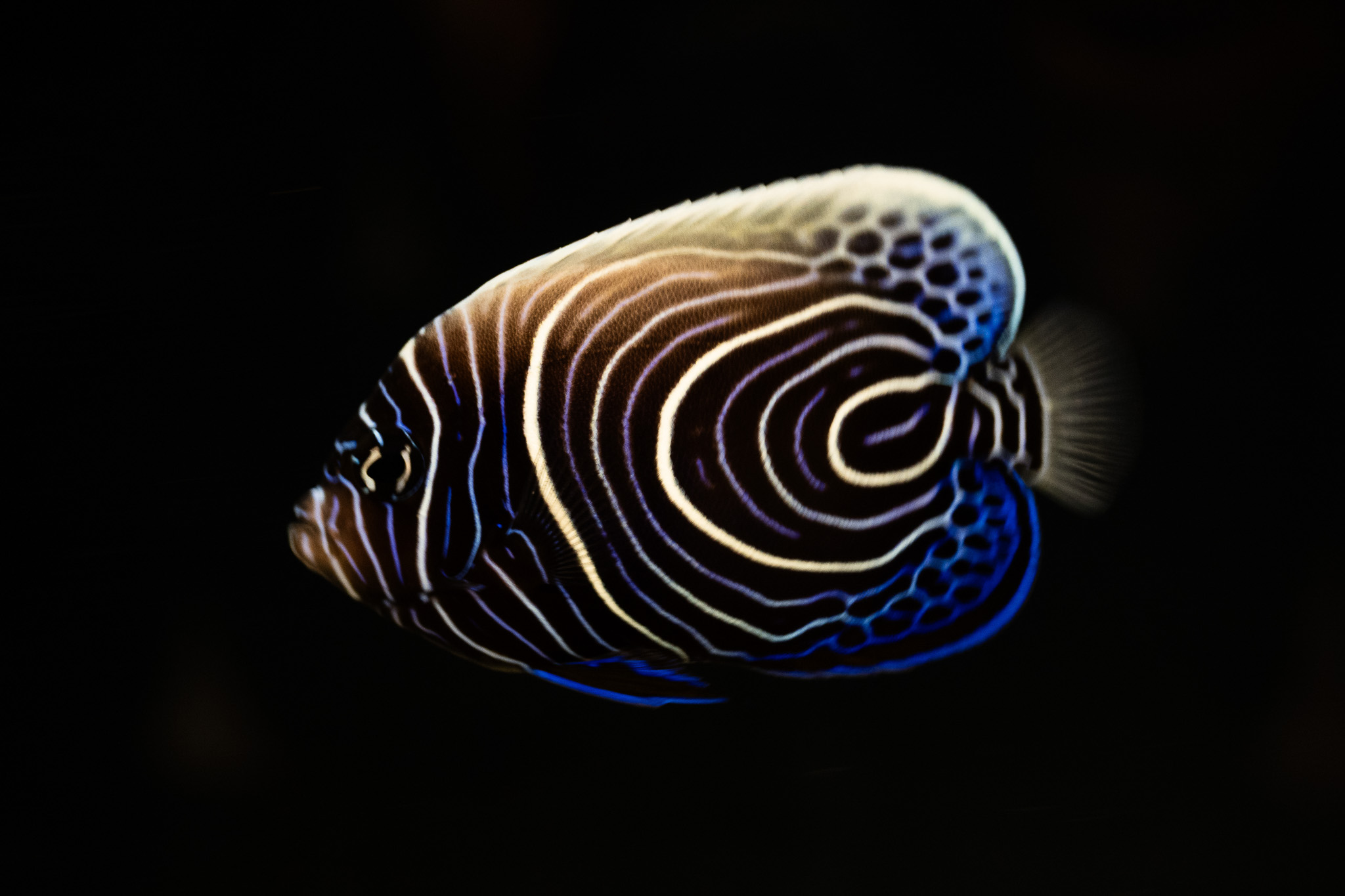 Juvenile emperor angelfish