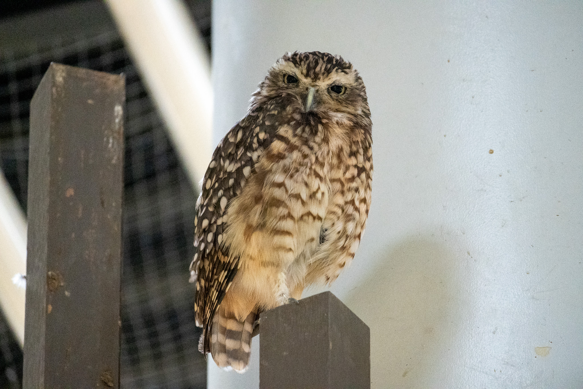 Burrowing owl. They dig holes to make their homes. Unusual for owls, they are diurnal.