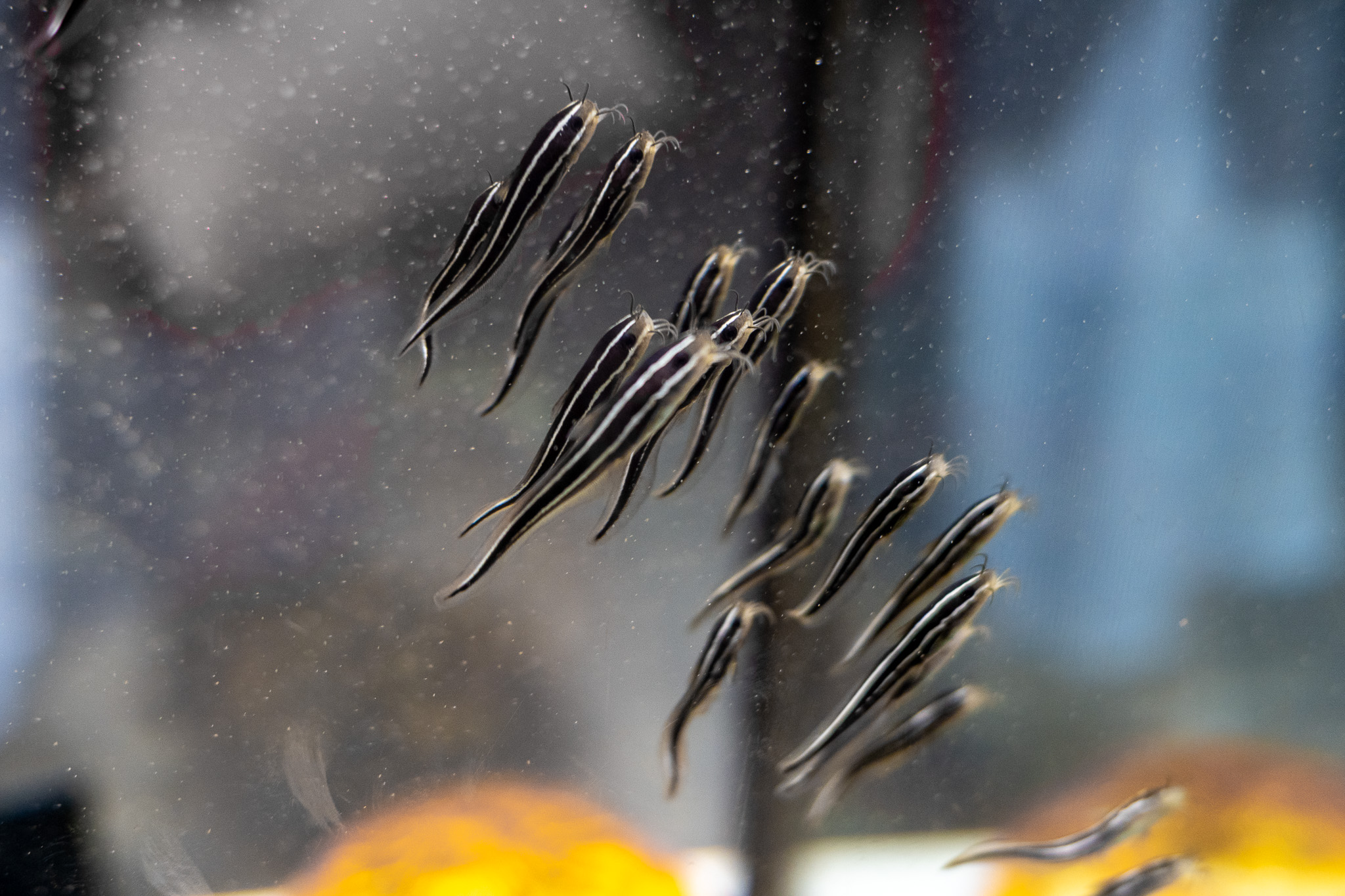 Juvenile japanese eel catfish. They are known to be poisonous and exhibit schooling behavior due to pheromone interactions.