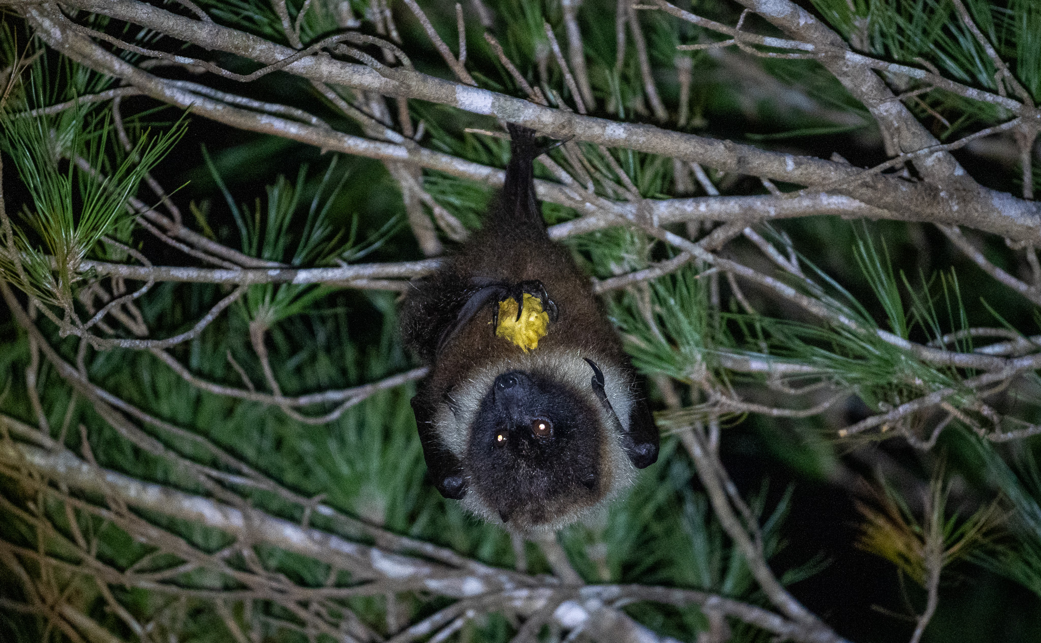 Yaeyama flying fox. They are eating pandanus fruits.
