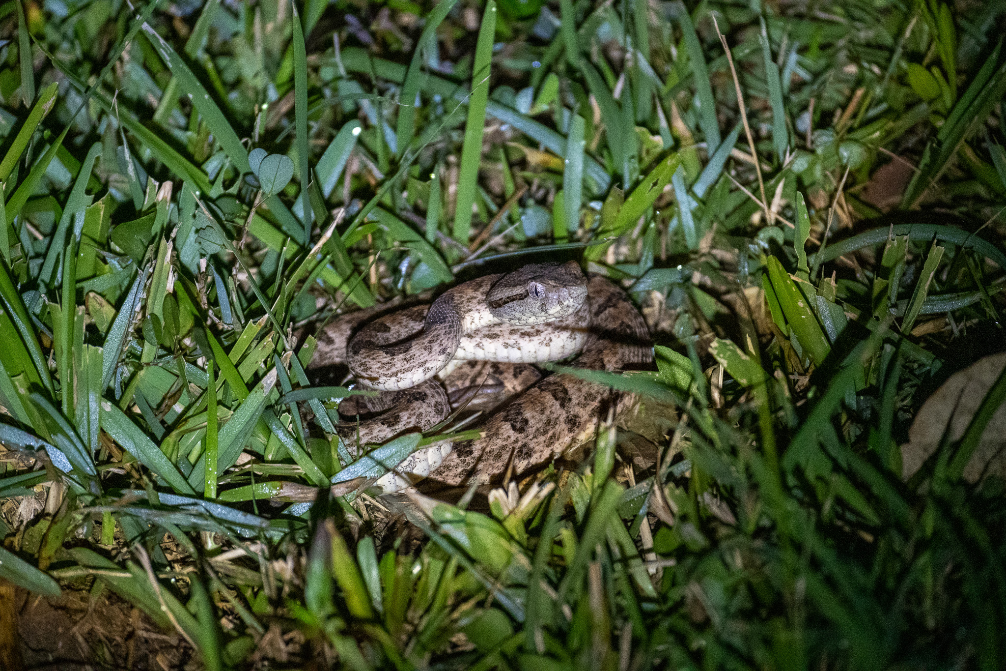 Sakishima habu. I almost stepped on it.