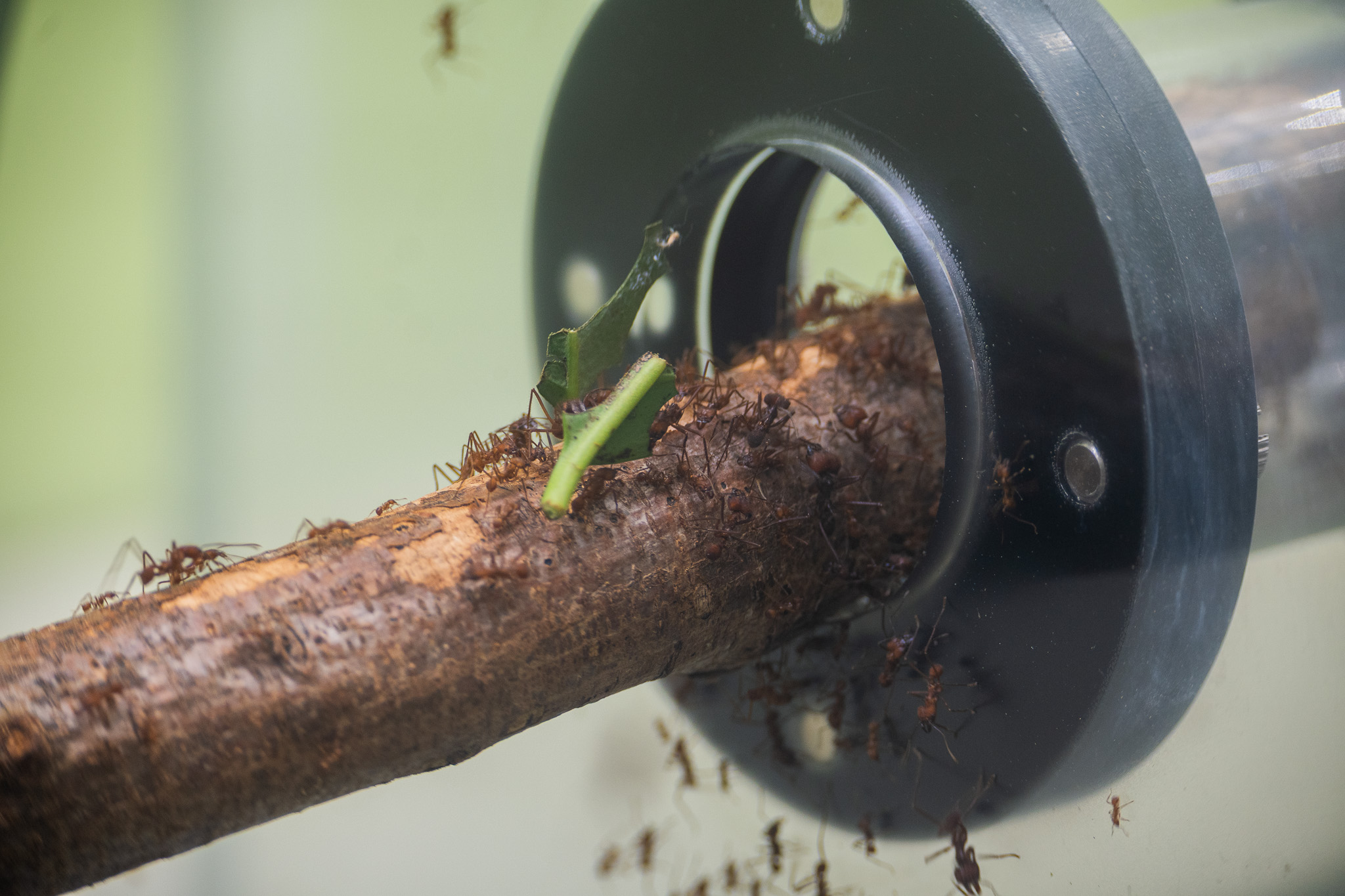 Leafcutter ants. They cultivate mushrooms using cut leaves. The mushrooms are called "ant mushrooms" (Aritake) and are known to have a mutualistic relationship with leafcutter ants.