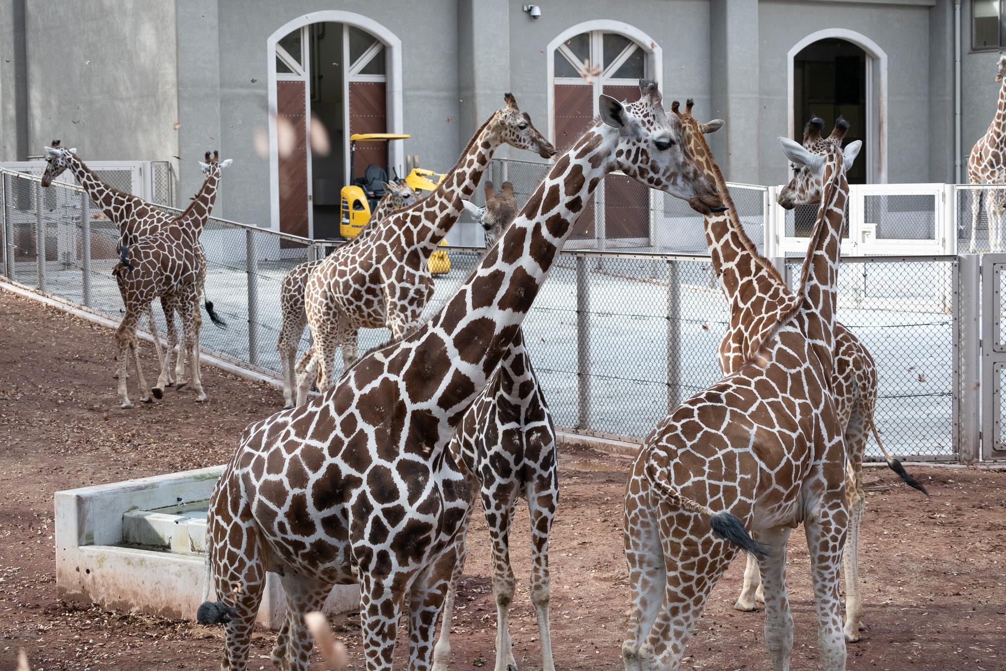 Giraffes. In zoos, they are often kept individually, but in the wild, they live in herds. At Tama Zoological Park, they are kept and exhibited in herds.