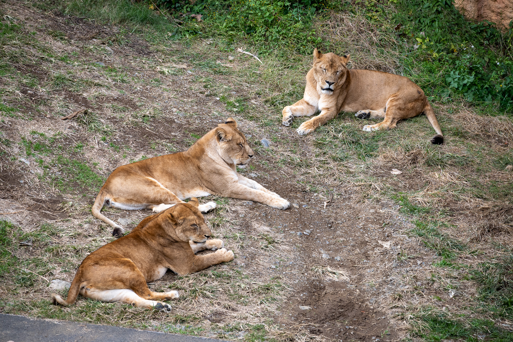 Female lions.