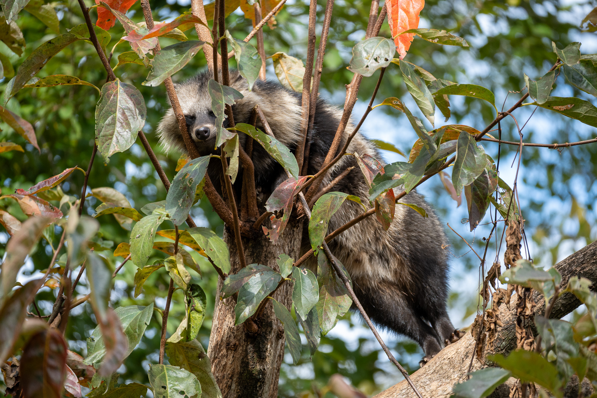 Japanese raccoon dog.