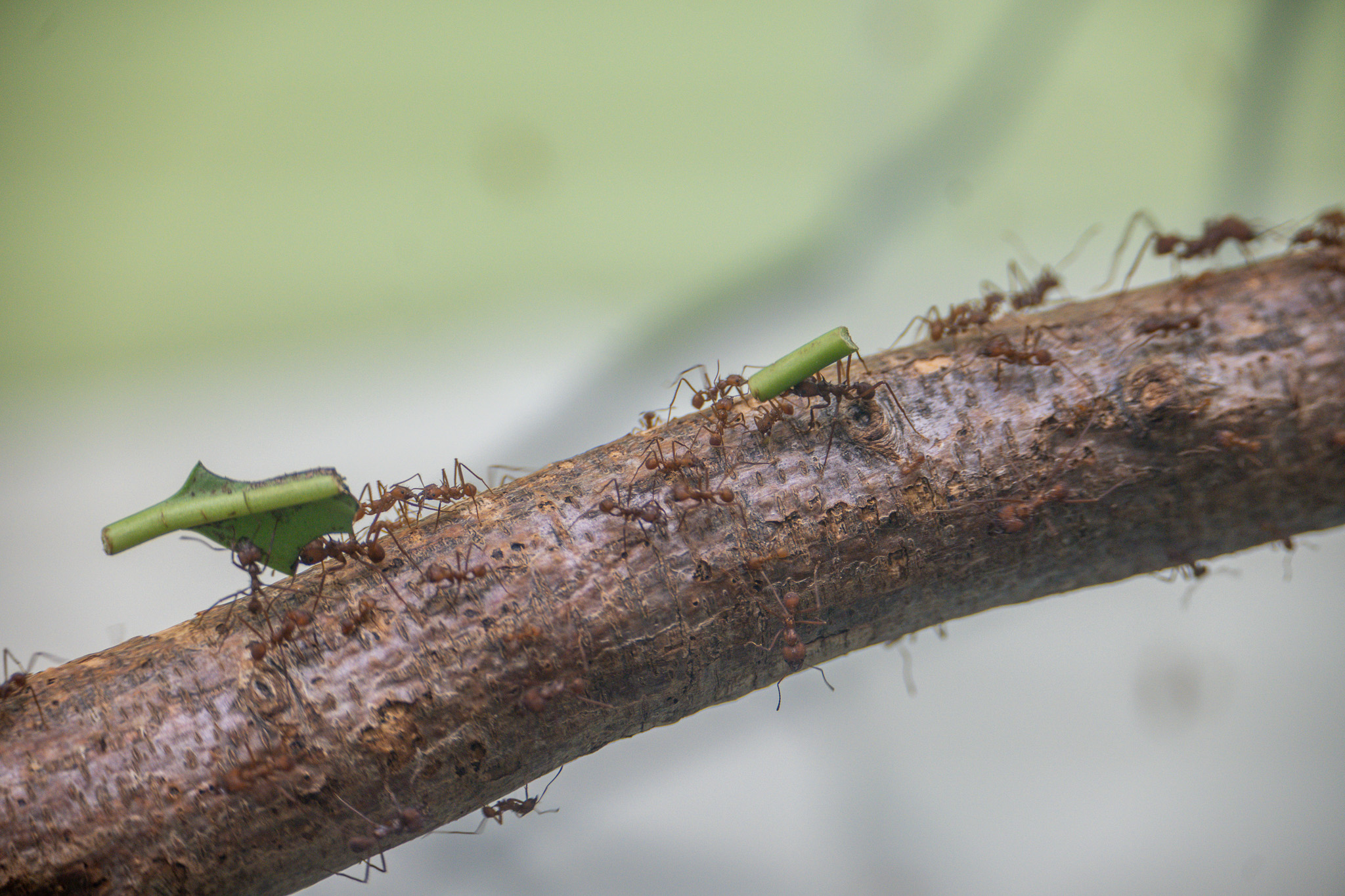 Leafcutter ants. They cultivate mushrooms using cut leaves. The mushrooms are called "ant mushrooms" (Aritake) and are known to have a mutualistic relationship with leafcutter ants.