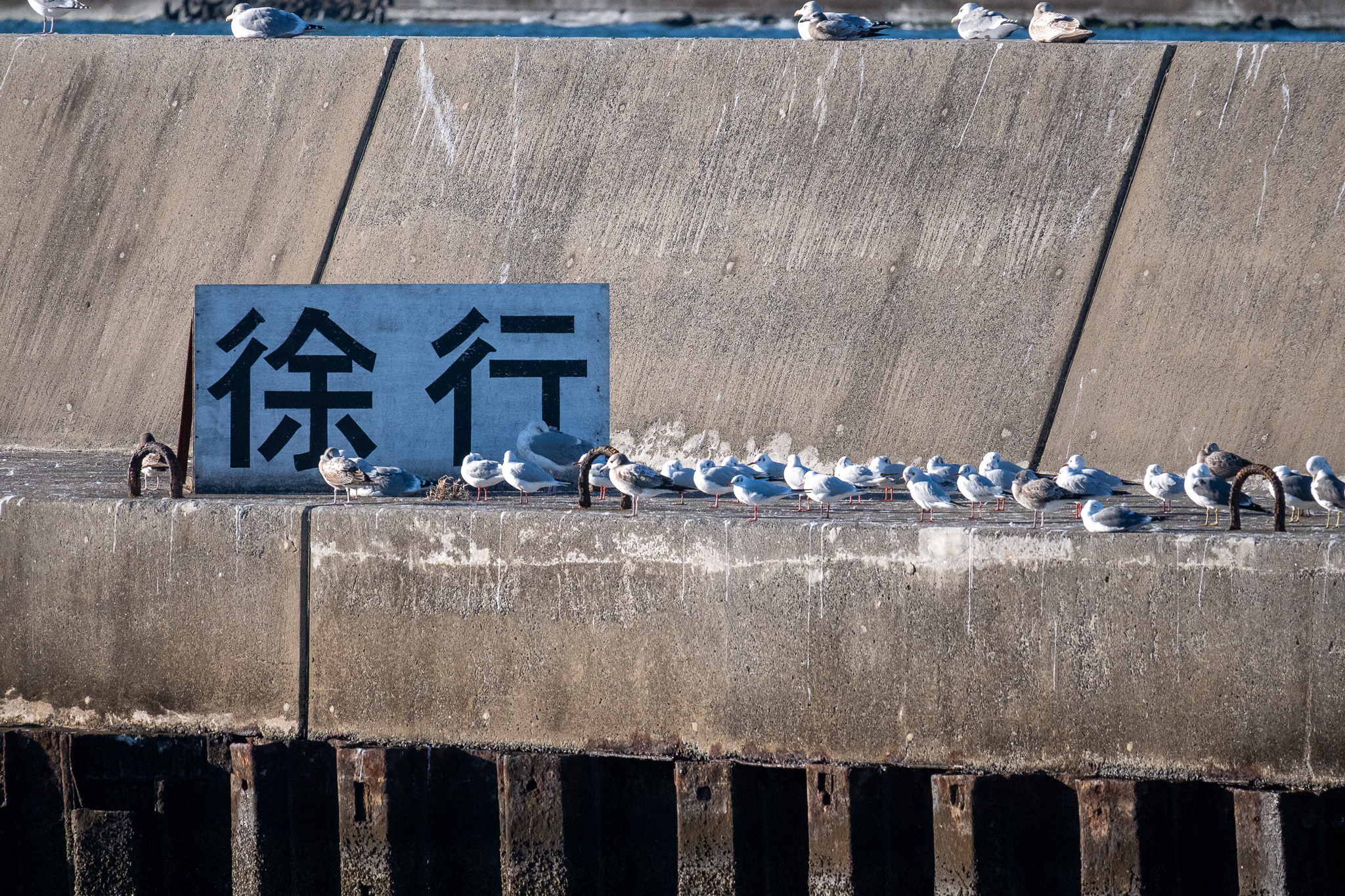 Mixed flock of birds.