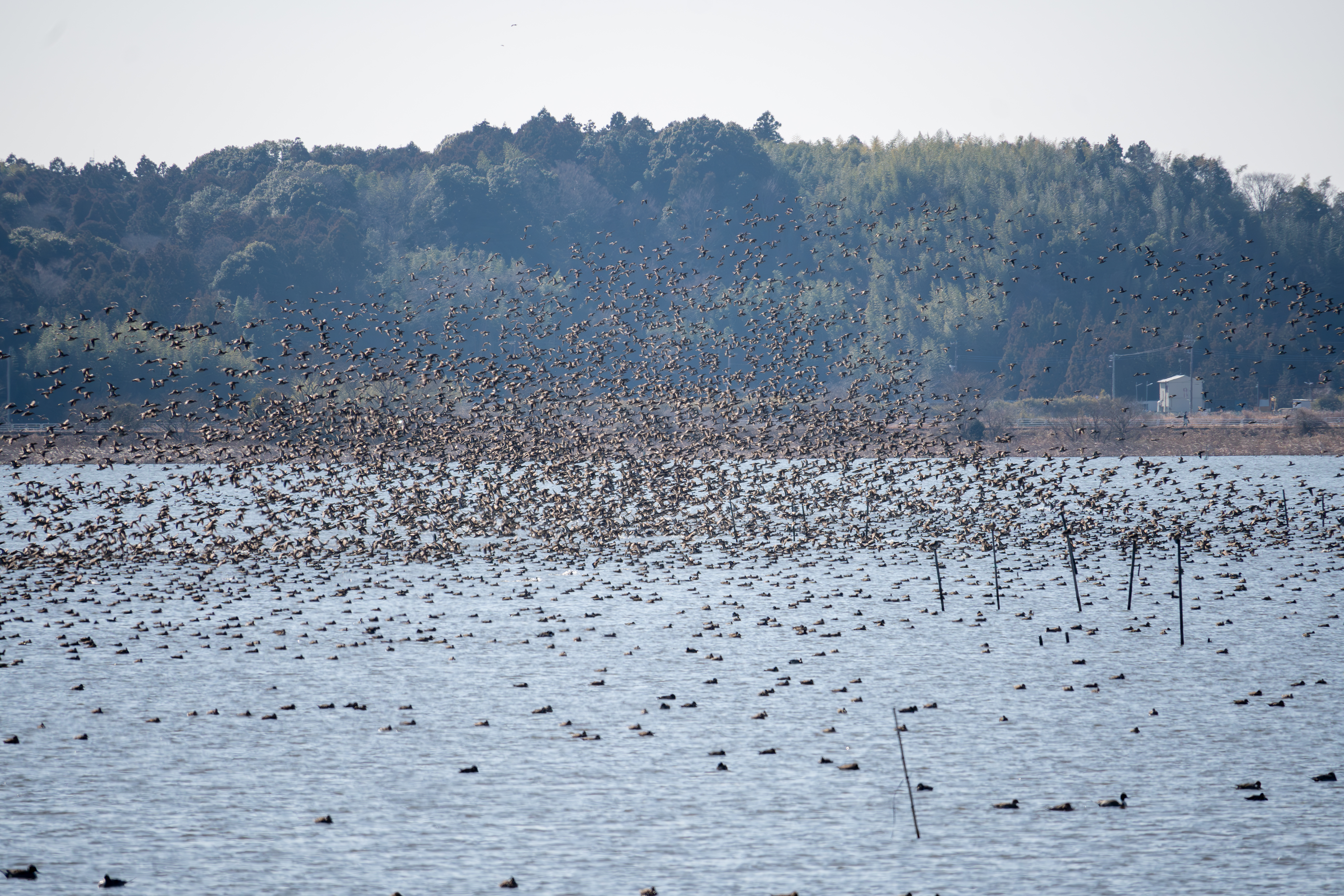 A flock of baikal teals.
